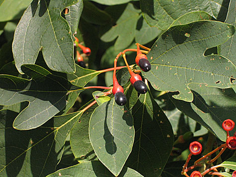Fruit and typical leaves